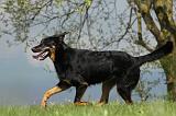 BEAUCERON 607